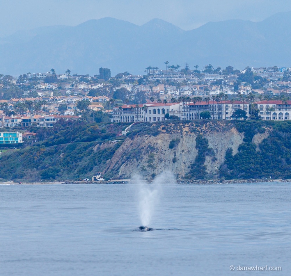 Whale spouting water near coastal cliffs with buildings and mountains in background.