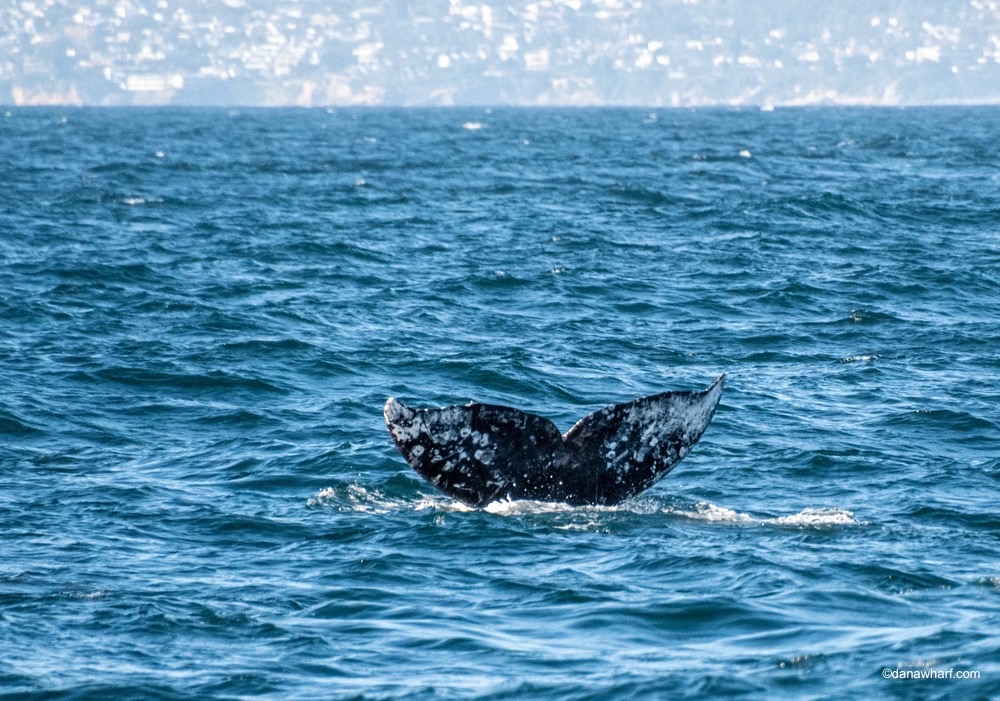 Whale tail emerging from ocean with distant coastline in background.
