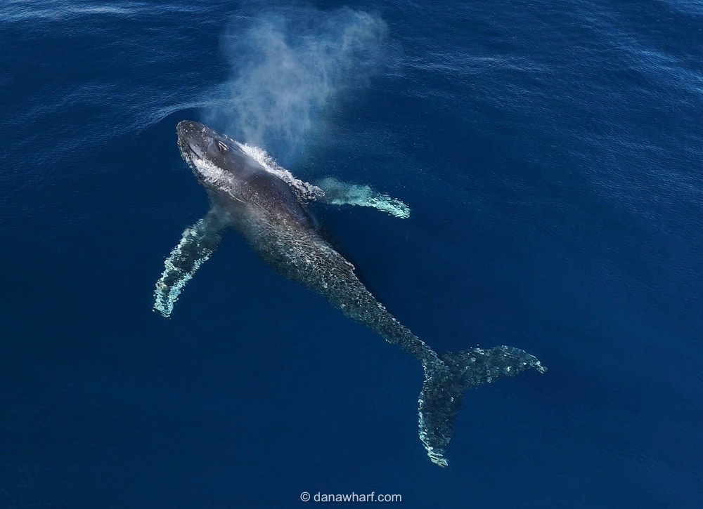 Aerial view of a humpback whale surfacing with spout visible in the ocean.