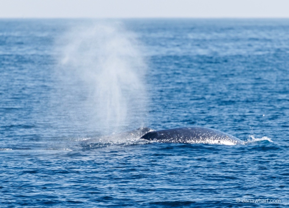 Whale surfacing with water spout in ocean.