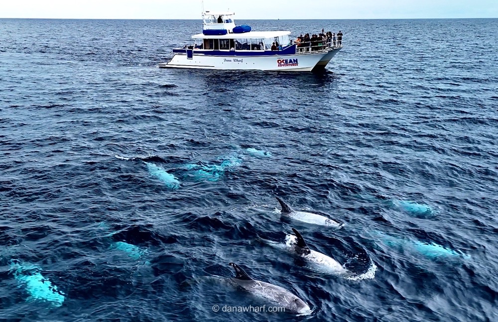 Boat with people watching dolphins swimming in the ocean.