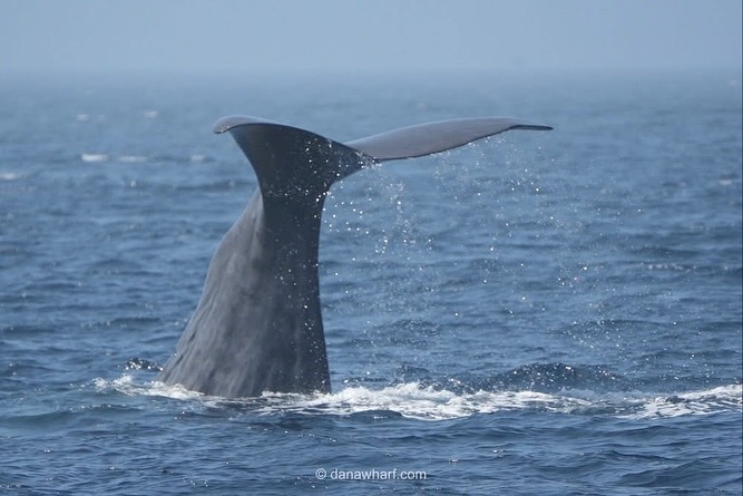 Whale tail rising out of the ocean water under a clear sky.