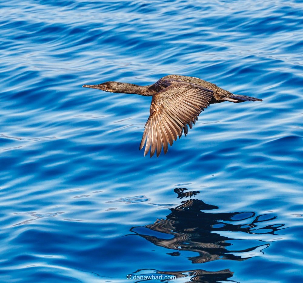 Bird with outstretched wings flying over a blue sea, with its reflection on the water surface.