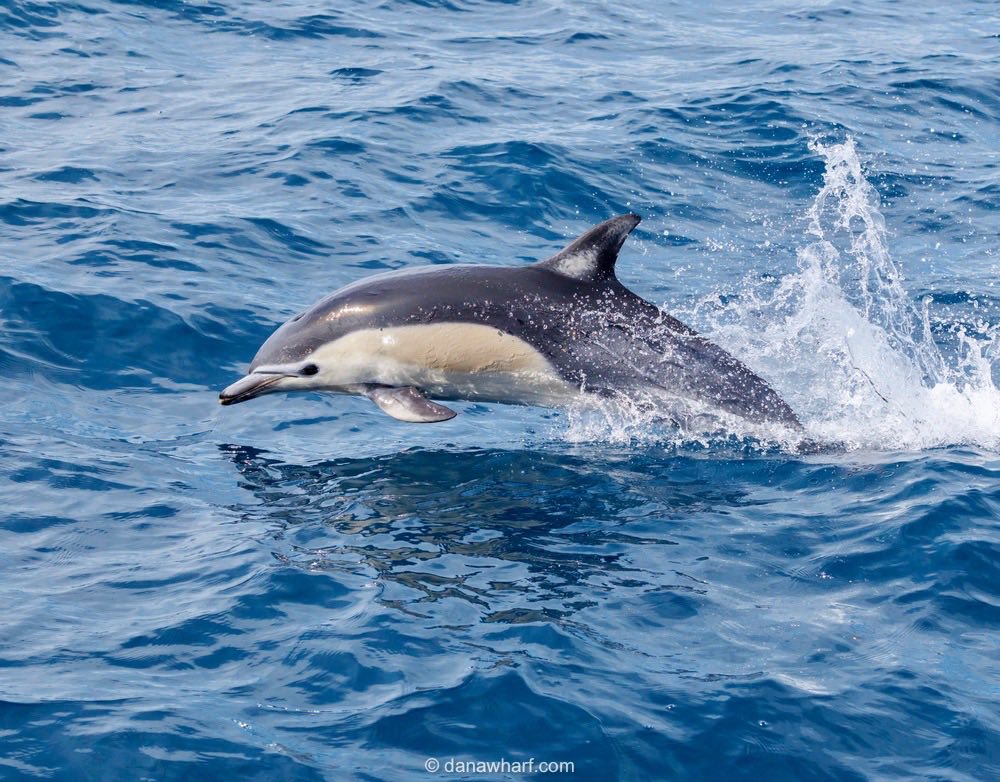 Dolphin leaping out of the water in the ocean with a splash.