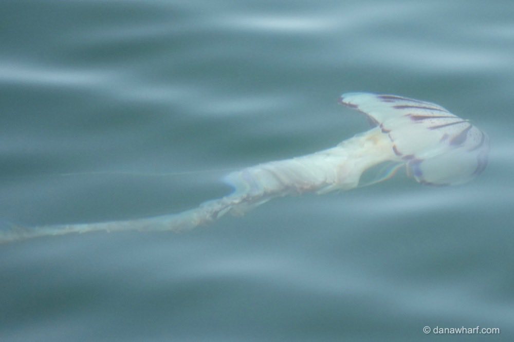 A jellyfish swimming underwater against a blue-green background.