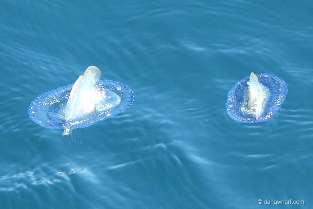 Two translucent sea creatures floating on blue water surface.
