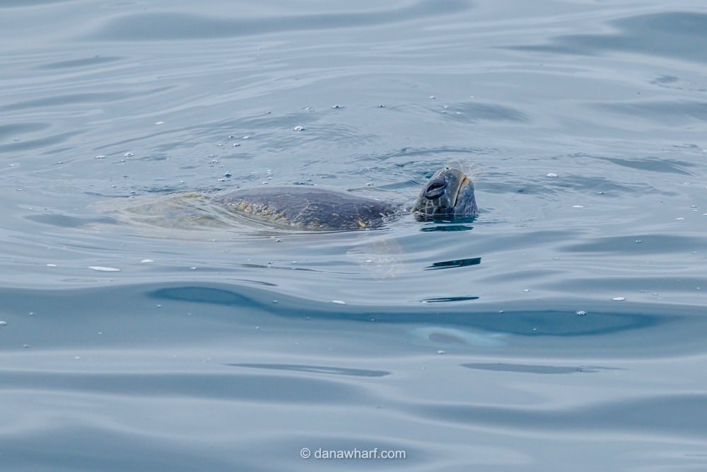 Sea turtle surfacing in calm ocean water.