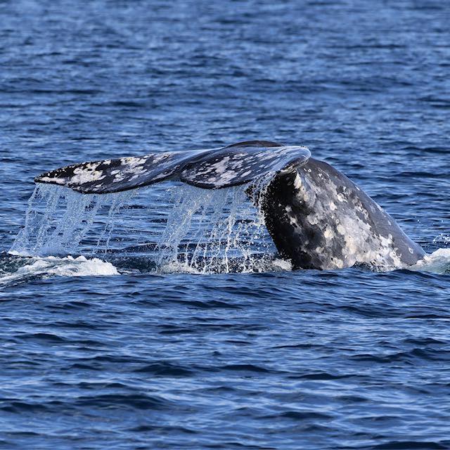 Whale tail emerging from blue ocean water at the surface.
