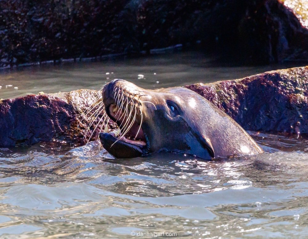 Sea lion with open mouth in water near a rocky shore.