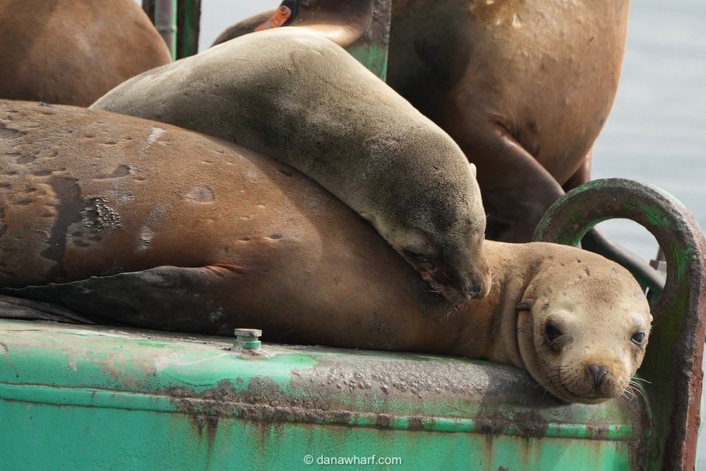 Two sea lions resting on a green metal structure by the water.