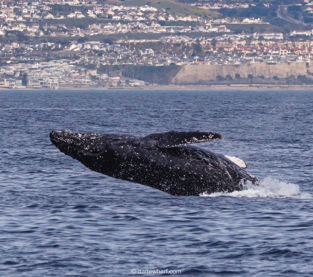 Whale breaching water with a cityscape in the background.