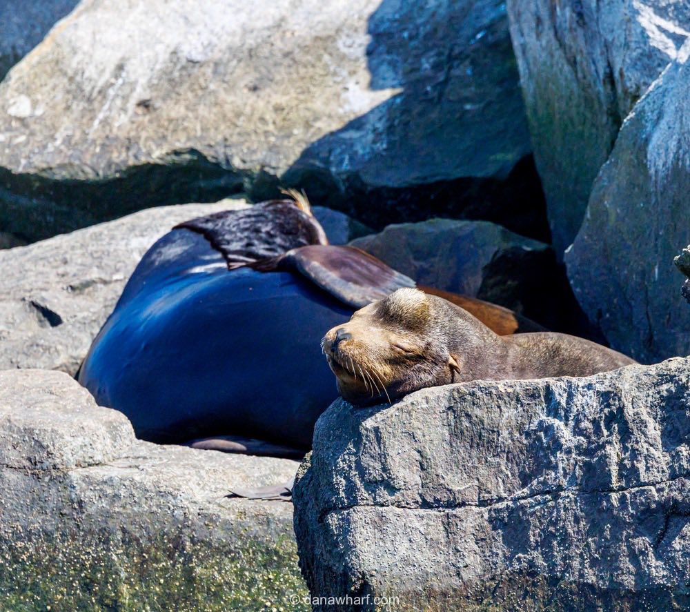 Two sea lions resting on large rocks under the sun.