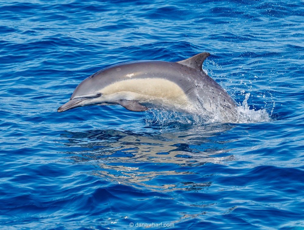 Dolphin leaping out of the blue ocean, creating a splash.