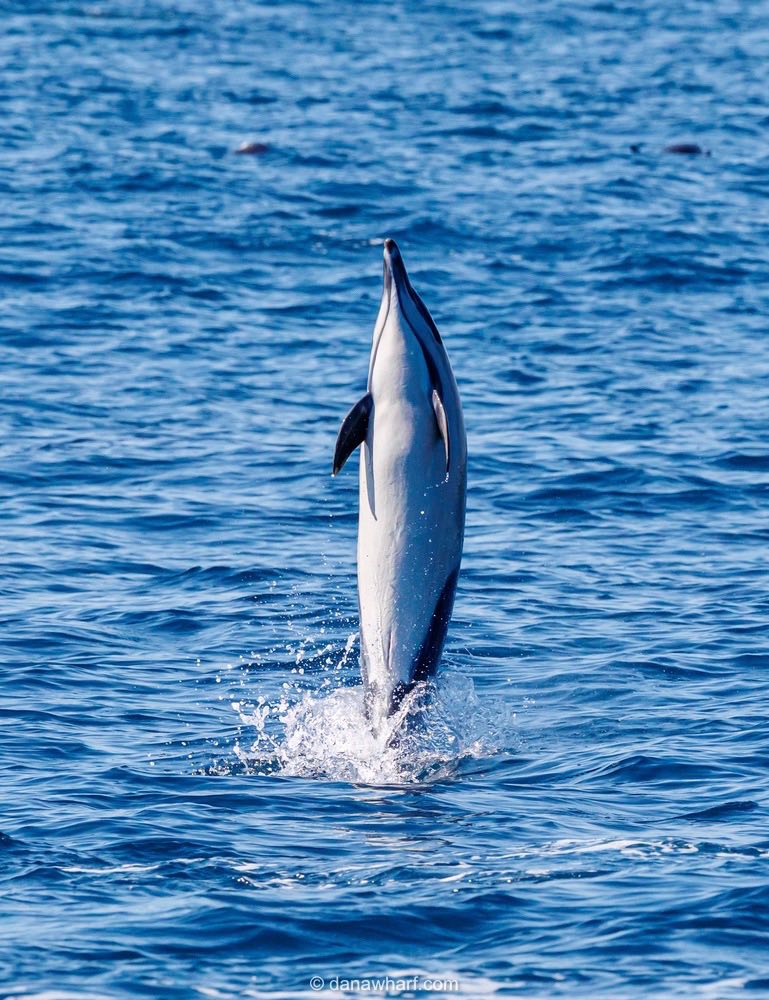 Dolphin leaping vertically out of the ocean against a background of blue water.