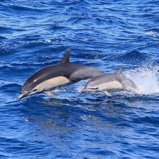 Two dolphins swimming and jumping in the ocean water.