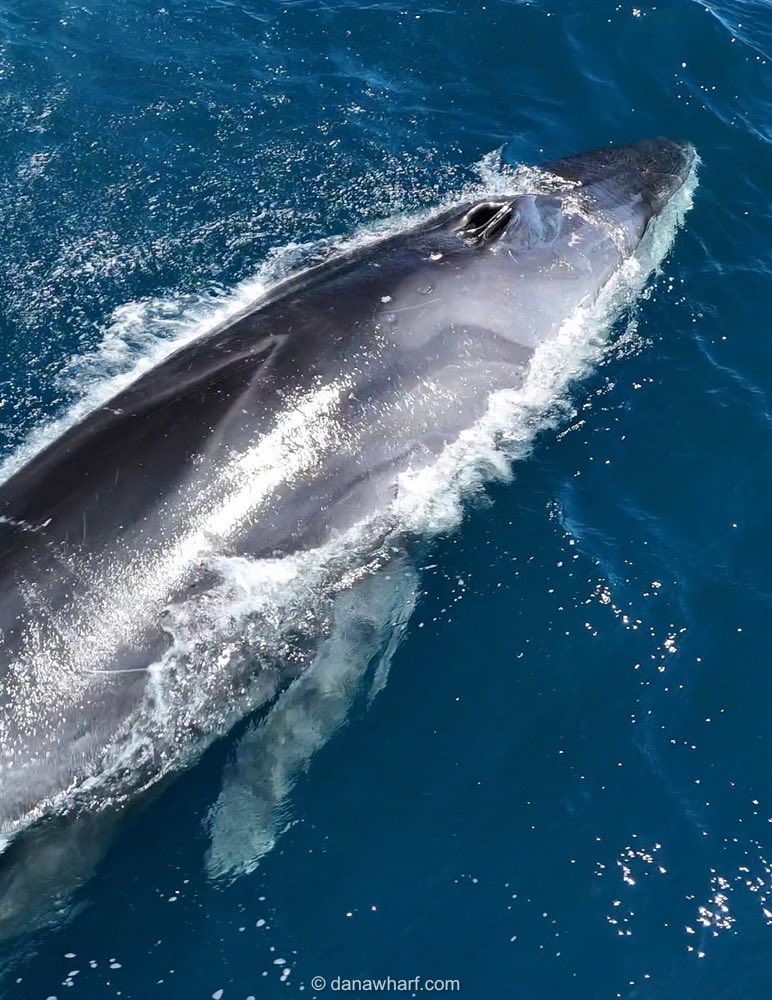 A large whale swimming at the ocean surface, with visible water spray.