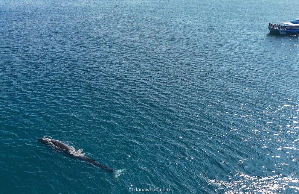 Aerial view of a whale near a boat on blue ocean surface.