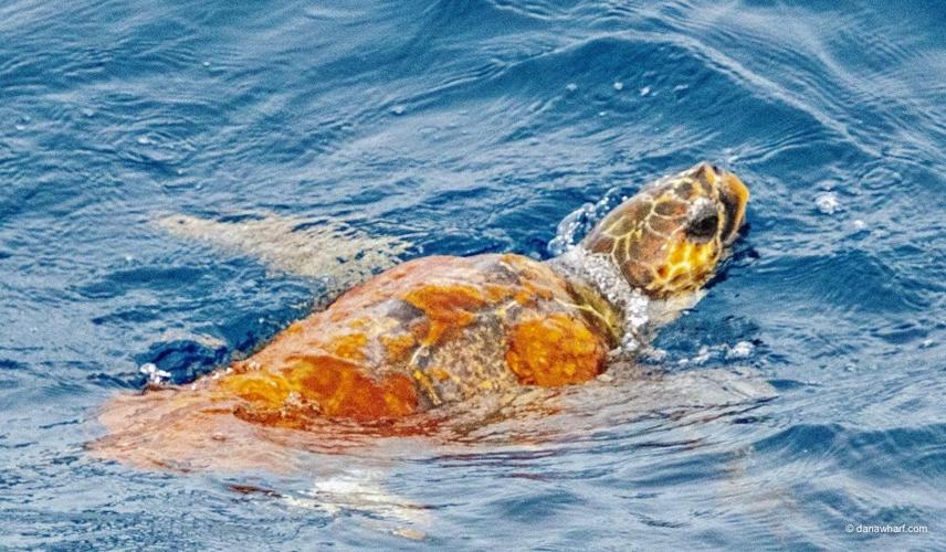 Sea turtle swimming in blue ocean near the surface with visible shell patterns.