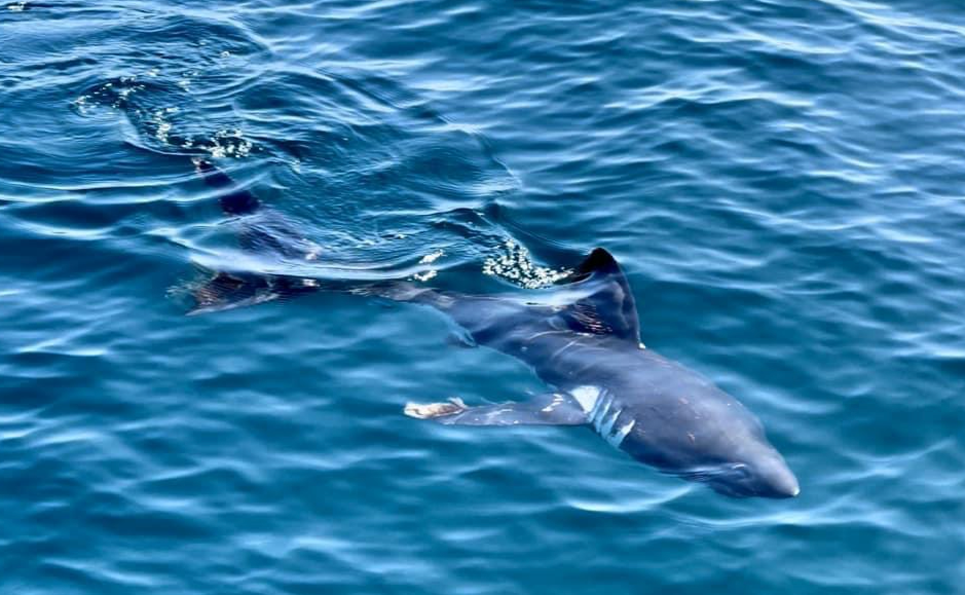 Shark swimming near the surface of clear blue ocean water.