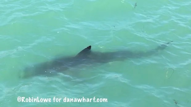 Shark swimming underwater with dorsal fin visible in clear turquoise water.