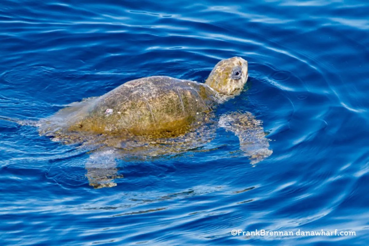 Sea turtle swimming in clear, blue water with visible shell and flippers.