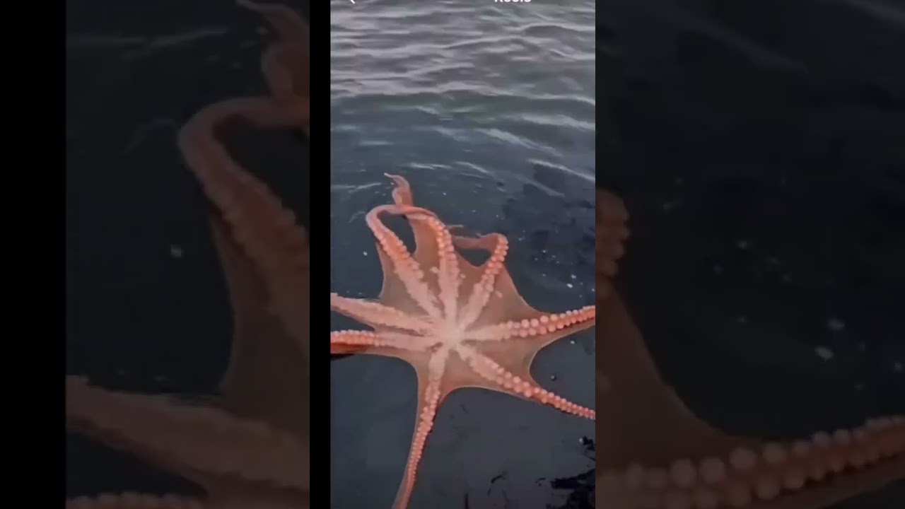 Large orange octopus swimming on the water's surface with tentacles spread out.