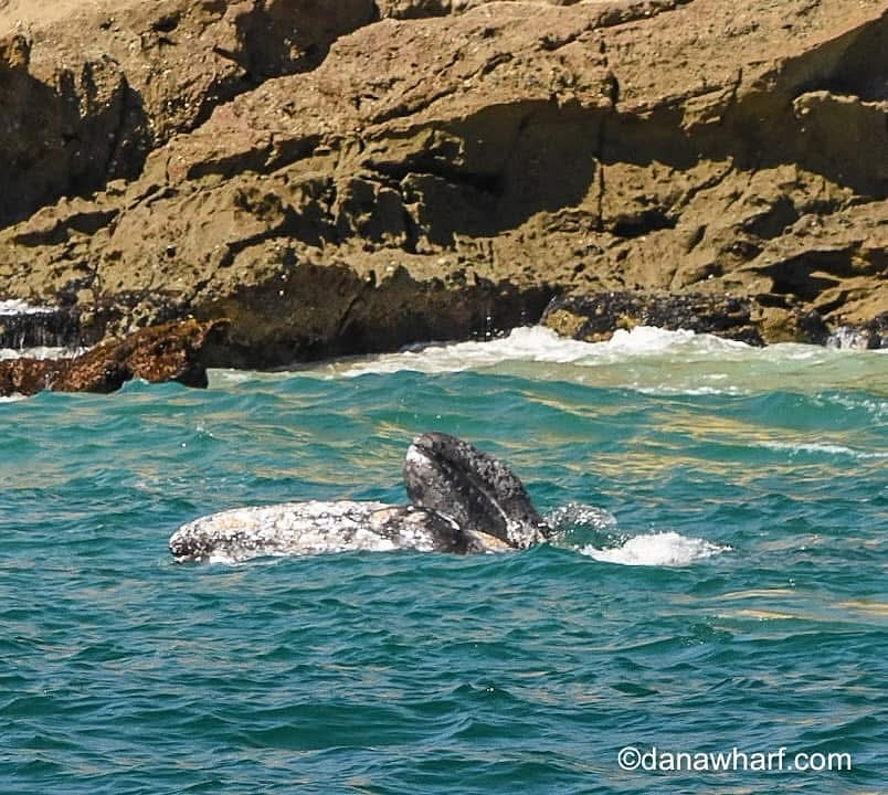 Gray whale surfacing near rocky shore with waves.