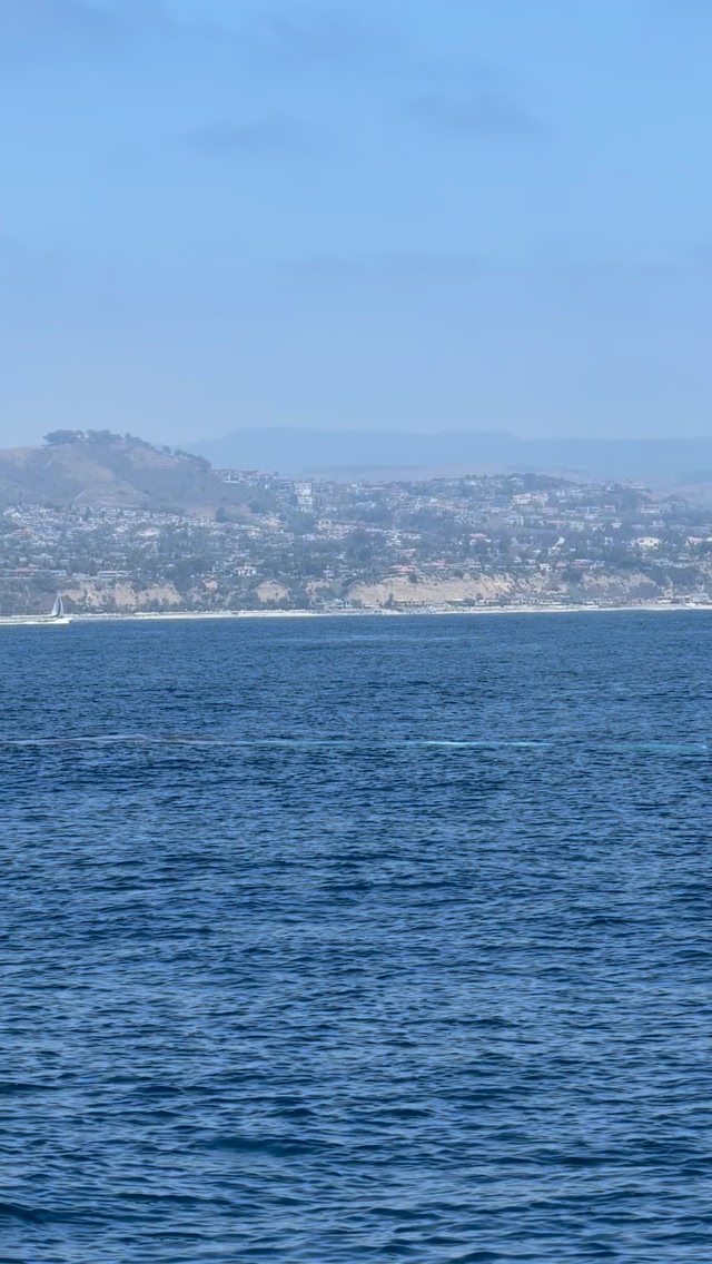 Massive blue whale spotted close to shore off Dana Point Harbor during a Dana Wharf whale watching tour