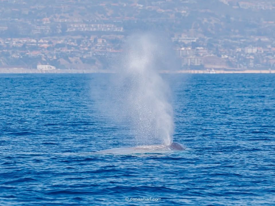 Blue whale surfacing along the Eastern North Pacific migration corridor off Dana Point on a Dana Wharf whale watching tour