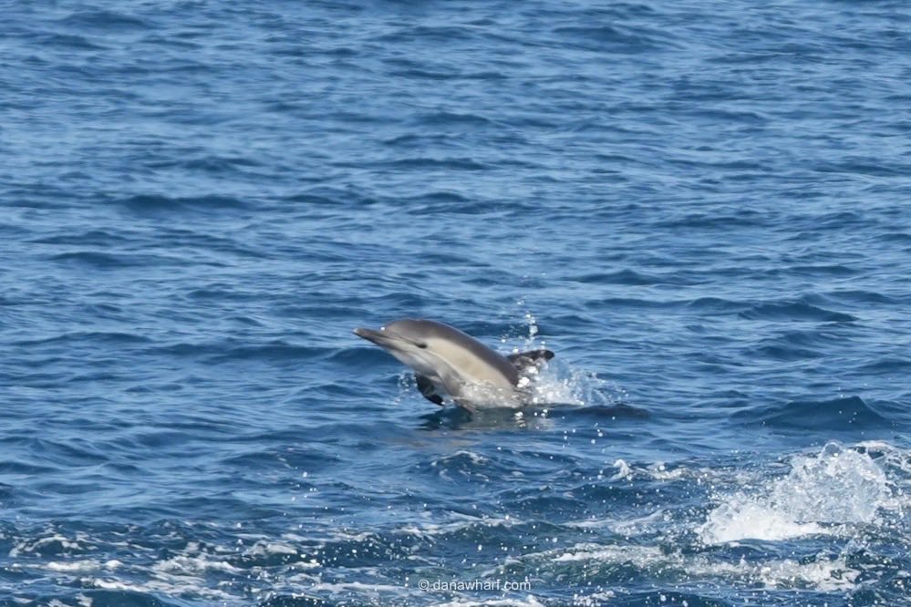 Common dolphin pod feeding off Dana Point during a Dana Wharf whale and dolphin watching tour