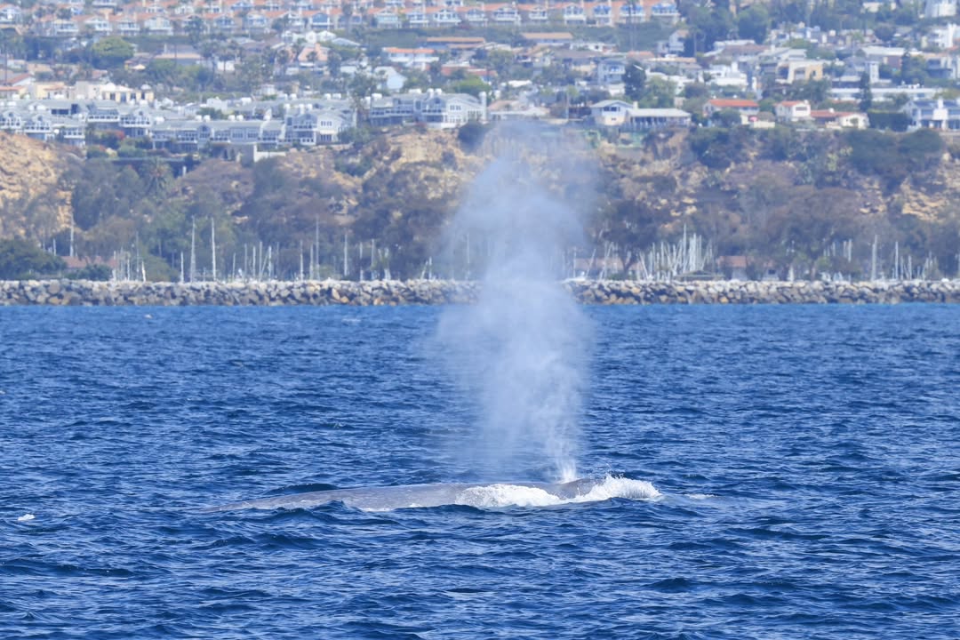 Blue whale spouting just offshore from Dana Point Harbor during a Dana Wharf whale watching tour