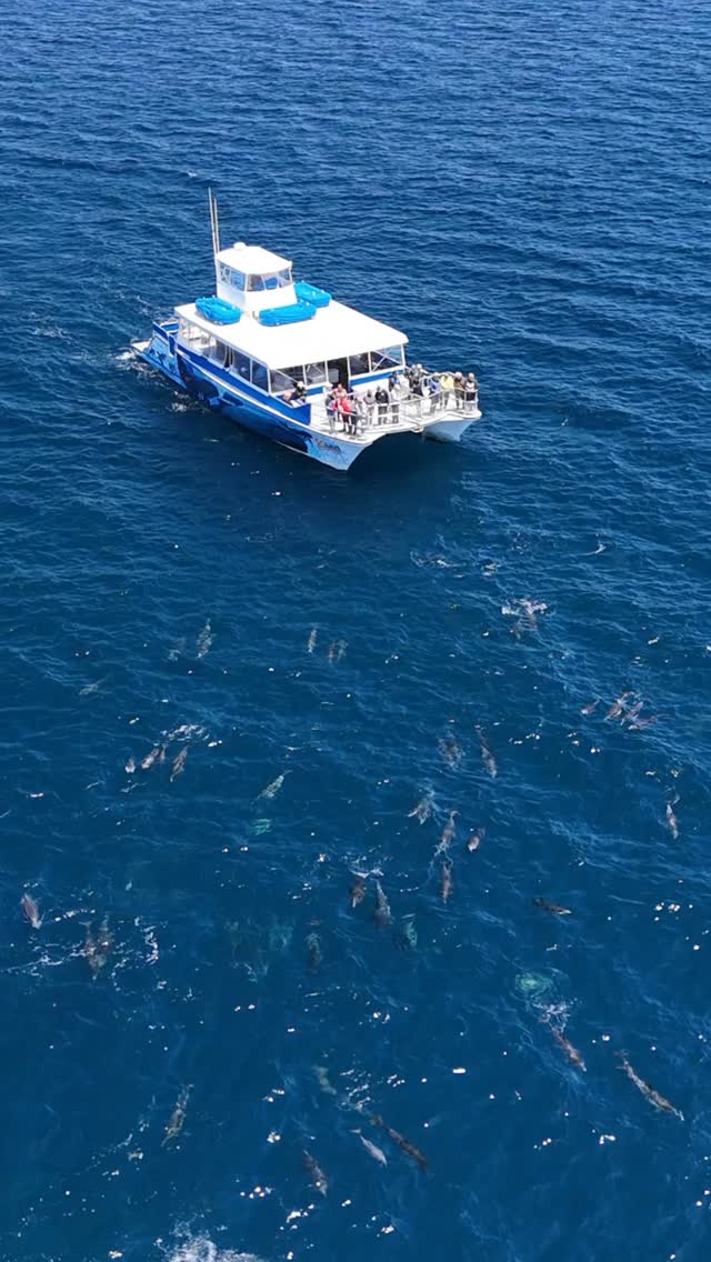 Dana Wharf whale watching catamaran surrounded by a common dolphin pod off Dana Point, Southern California