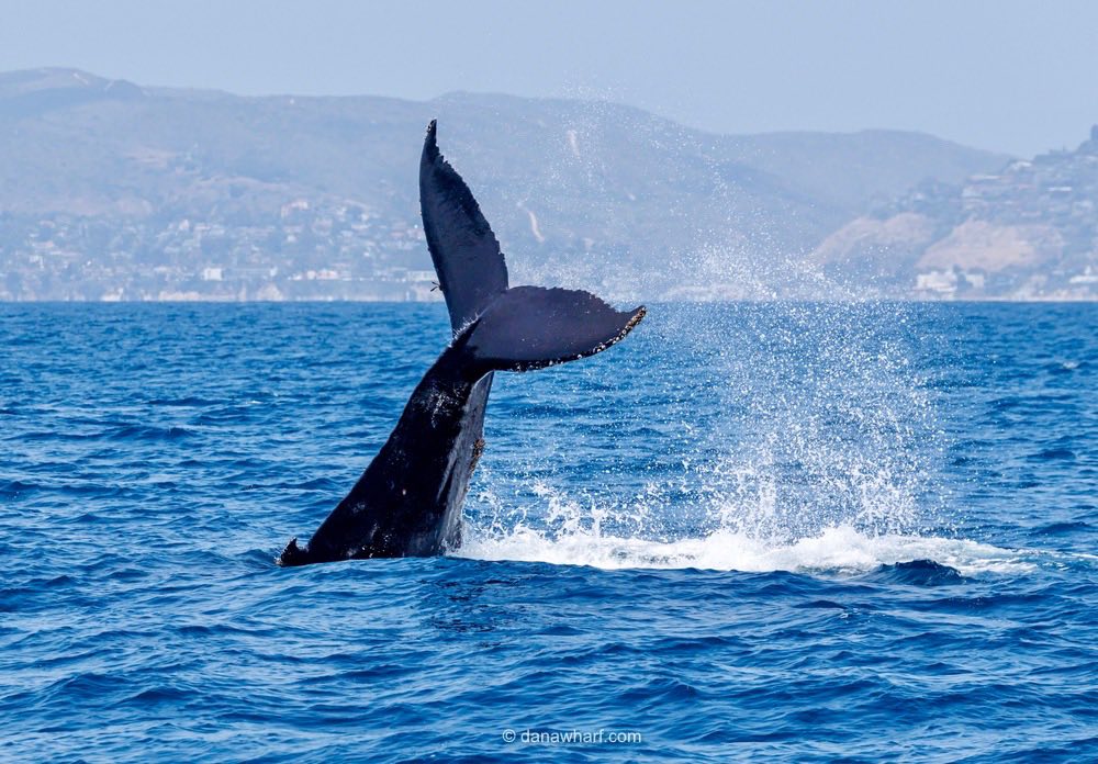 Humpback whale fluke off Dana Point with Southern California coastline in the background, Dana Wharf whale watching tour