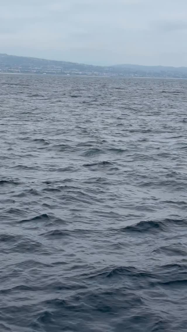 Fin whale surfaces alongside a Dana Wharf whale watching boat near Dana Point, California
