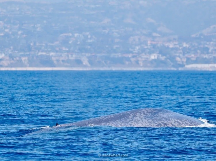 Blue whale surfacing off Dana Point, the largest animal on Earth, on a Dana Wharf whale watching tour