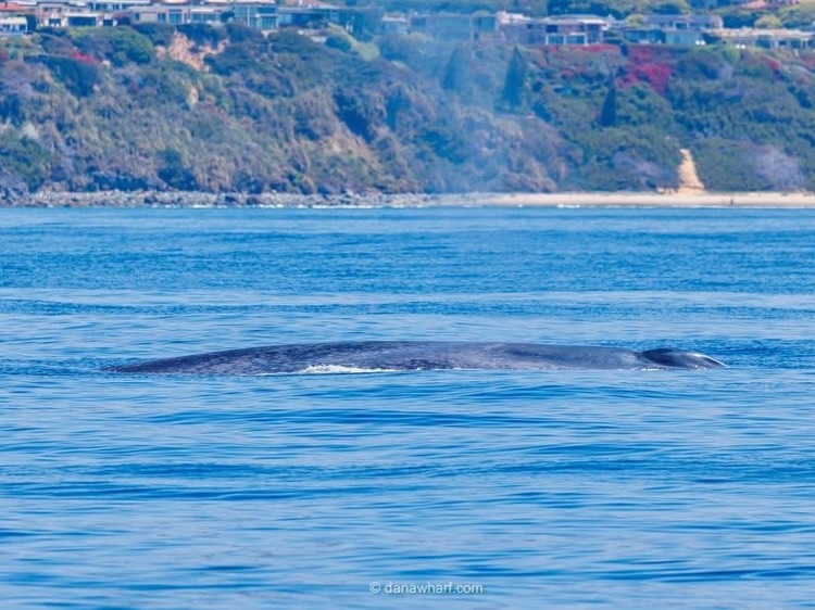 Blue whale surfacing near the Dana Point coastline on a Dana Wharf whale watching tour
