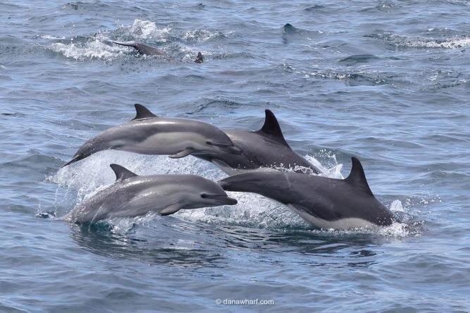Common dolphin megapod leaping alongside a Dana Wharf whale watching boat off Dana Point in September