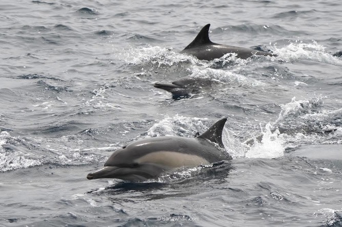 Dana Wharf whale watching catamaran surrounded by a common dolphin pod off Dana Point, Southern California