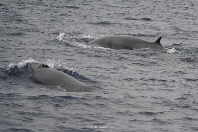 Massive blue whale spotted close to shore off Dana Point Harbor during a Dana Wharf whale watching tour