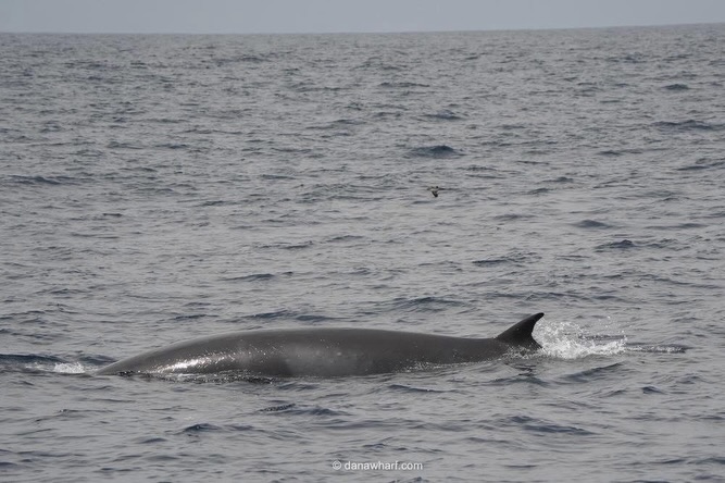 Large rorqual whale surfacing off Dana Point on a Dana Wharf whale watching tour