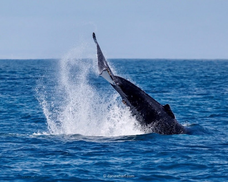 Humpback whale tail throw off Dana Point on a Dana Wharf whale watching tour