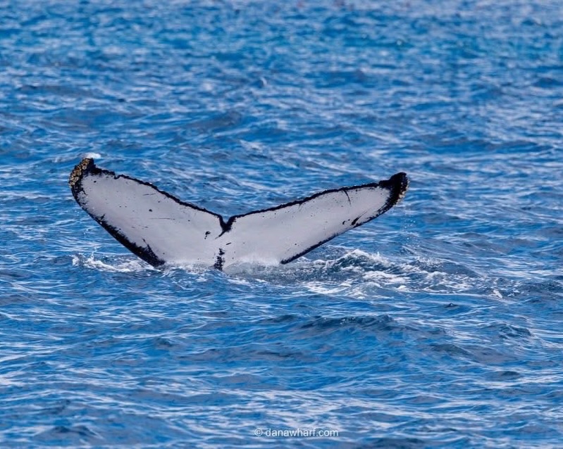Humpback whale fluke off Dana Point on a Dana Wharf whale watching tour