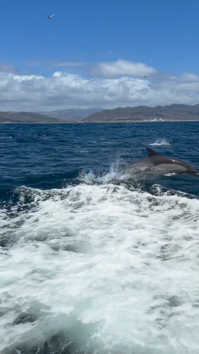Common dolphin pod racing alongside a Dana Wharf whale watching boat off Dana Point