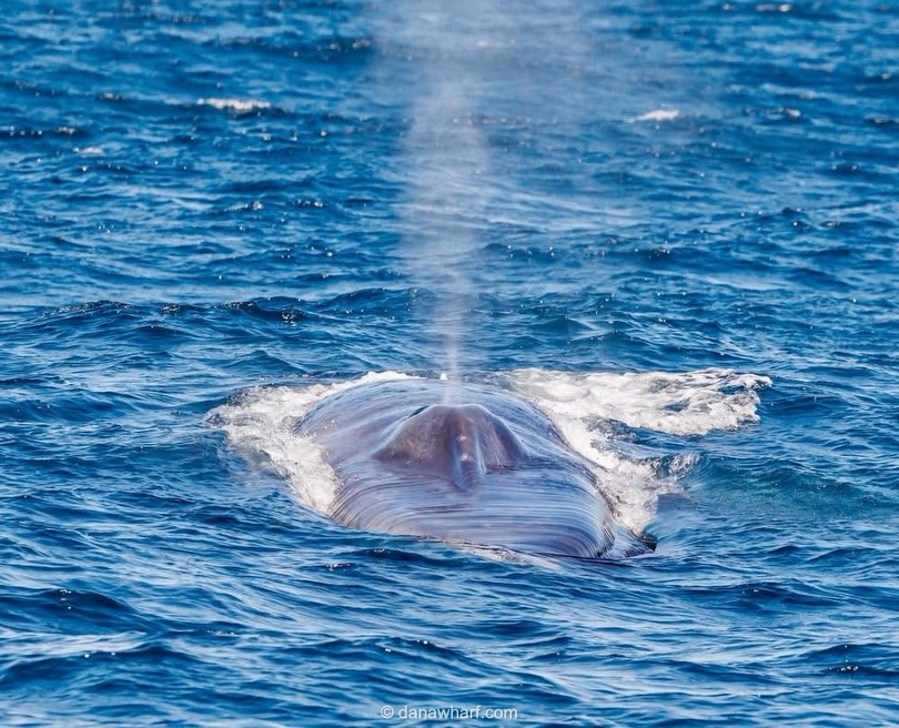 Fin whale surfacing and spouting off Dana Point during September whale watching season, Dana Wharf tour