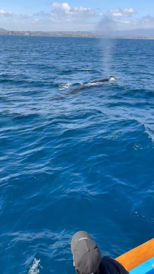 Fin whale surfacing close to the boat off Dana Point during peak summer whale watching season