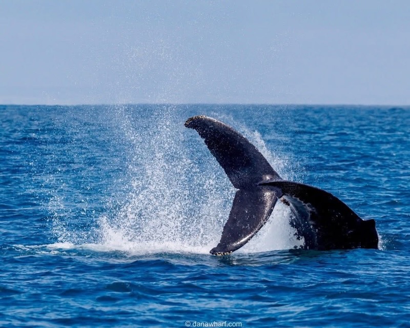 Humpback whale fluke throwing spray off Dana Point during a Dana Wharf whale watching tour