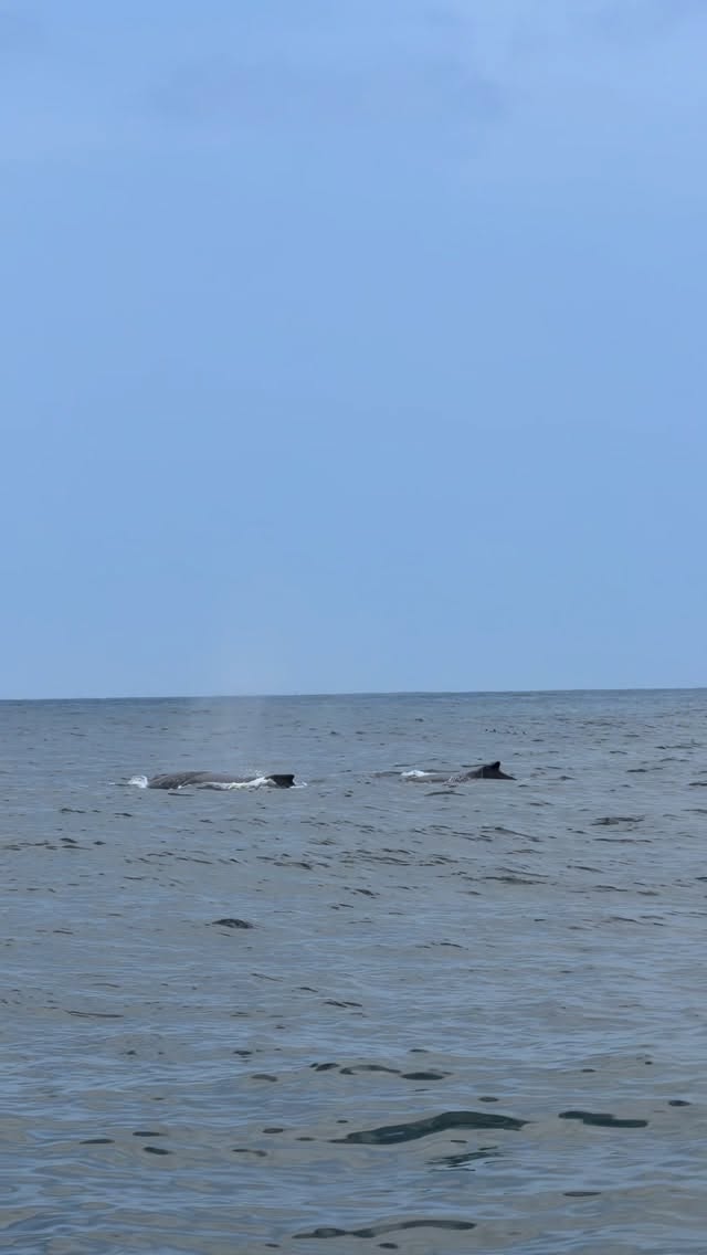 Humpback whale mother and calf spotted off Dana Point during summer whale watching season