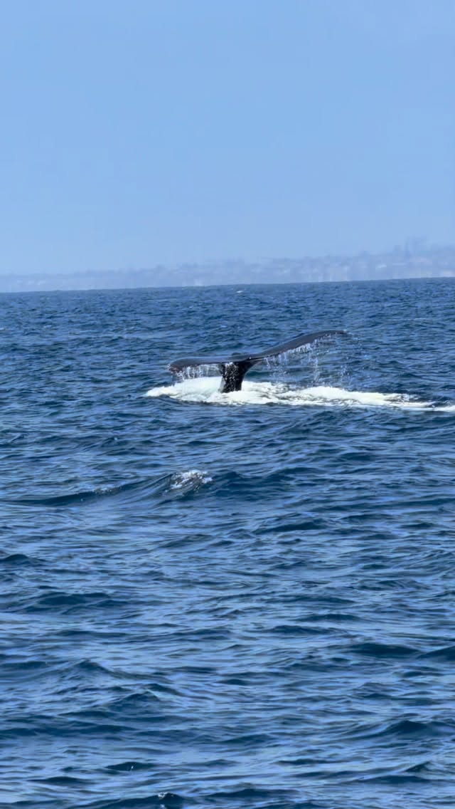 Humpback whale lifting its fluke on a Dana Point whale watching tour in summer