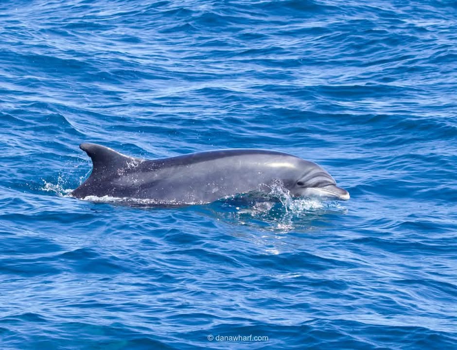 Bottlenose dolphin surfacing in blue water off Dana Point, California