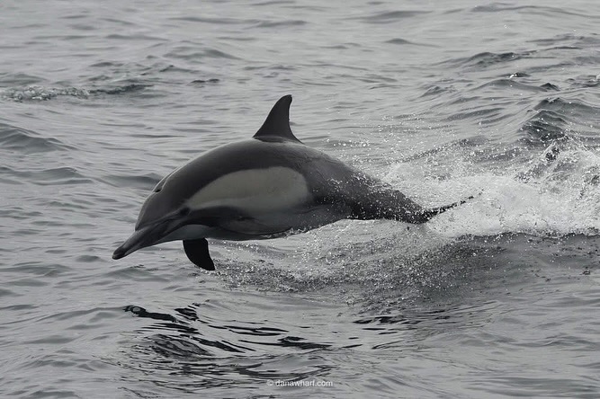 Common dolphin racing alongside a Dana Wharf boat off Dana Point in January